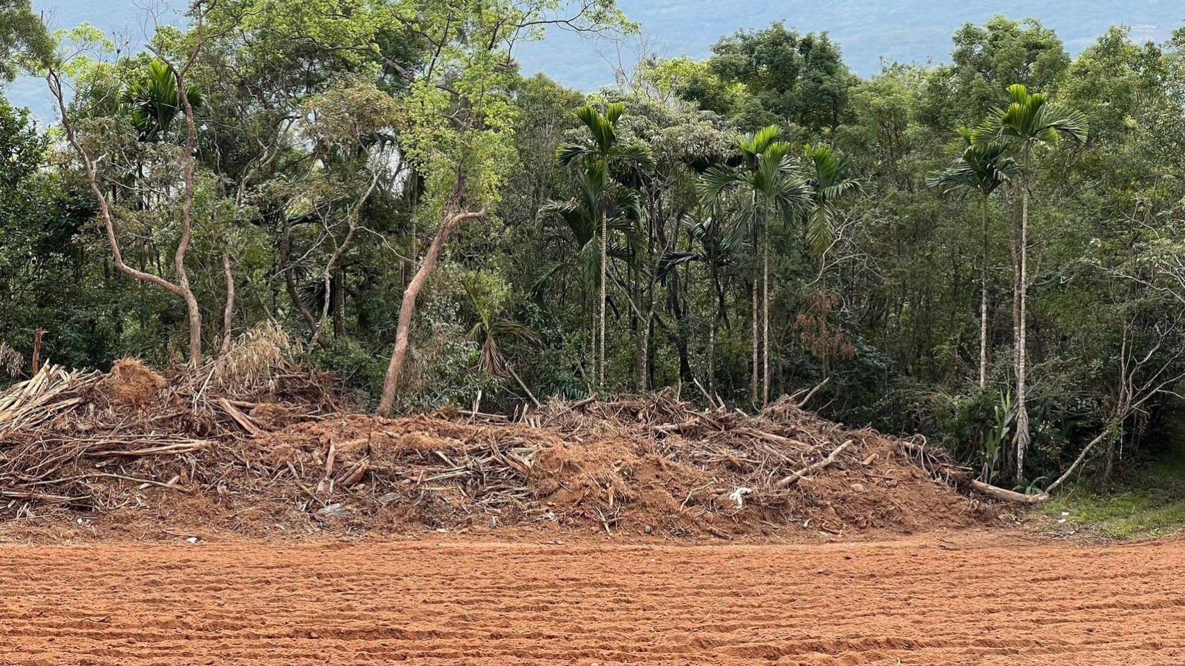【花蓮「長良林道」旁山坡地 遭大規模種植生薑 恐破壞水土保持及影響環境 監察委員紀惠容、趙永清申請自動調查】缩略图