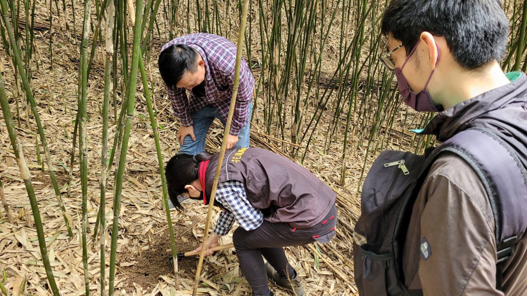 【花蓮縣政府爭取農委會公告光復鄉箭筍現金救助 受理期限至5/11止】缩略图
