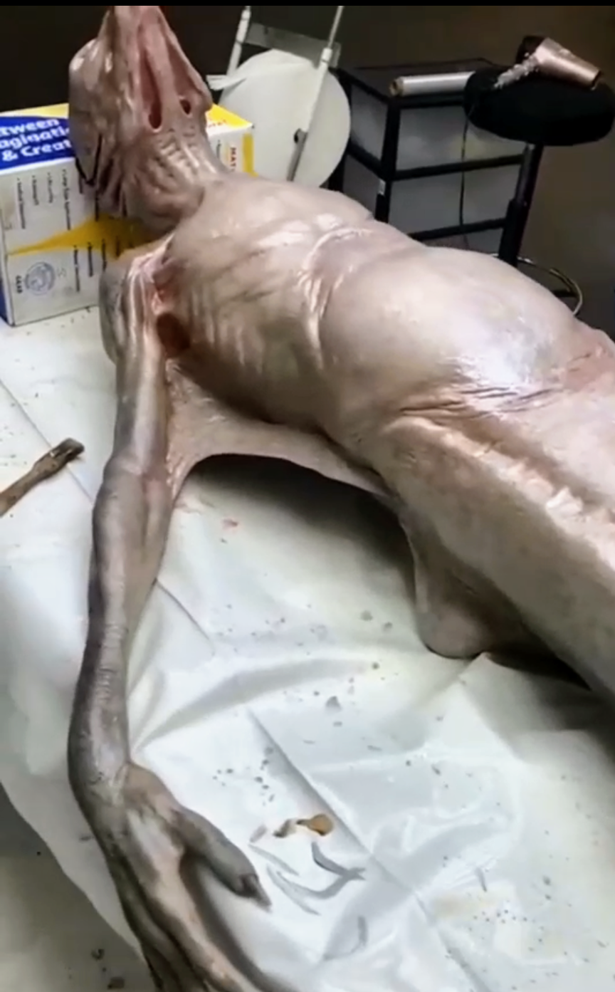 【真的假的?！菲律賓捕獲的人魚！？】缩略图