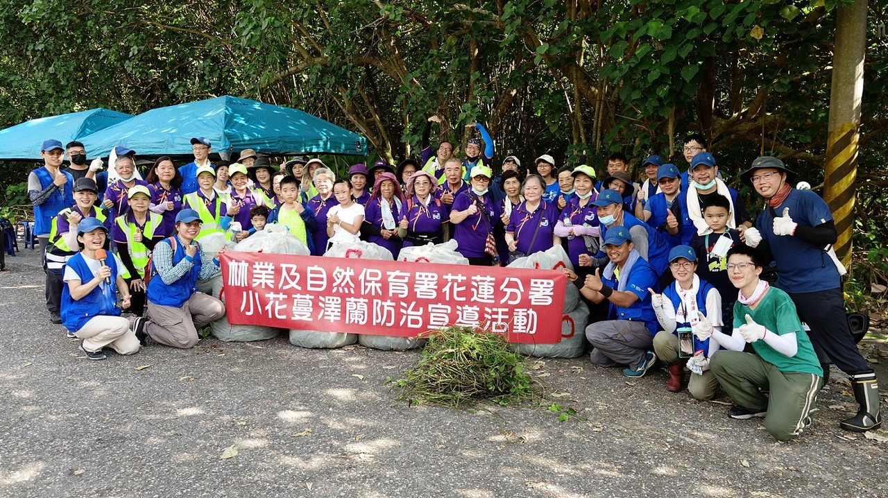 【蔓走不送》除蔓守護保安林生態 斬草除根116公斤 林業署與新城社區志工清除蔓澤蘭】缩略图