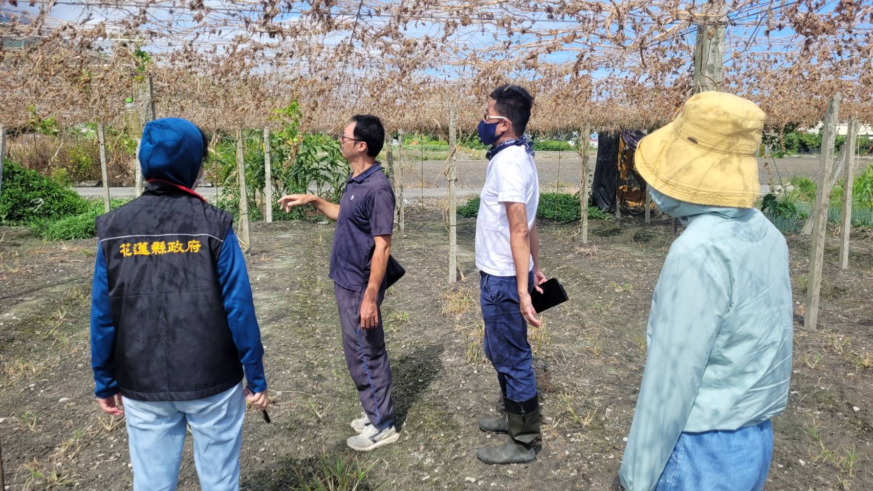 【花蓮縣政府爭取農業部公告吉安鄉、壽豐鄉苦瓜為海葵颱風現金救助地區， 受理期10/6至10/16止】缩略图
