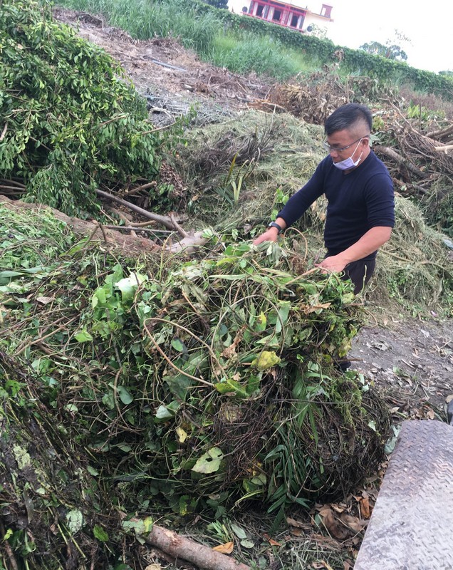 【吉安鄉每週三收購小花蔓澤蘭 獎勵連根拔除攜手除「綠癌」】缩略图