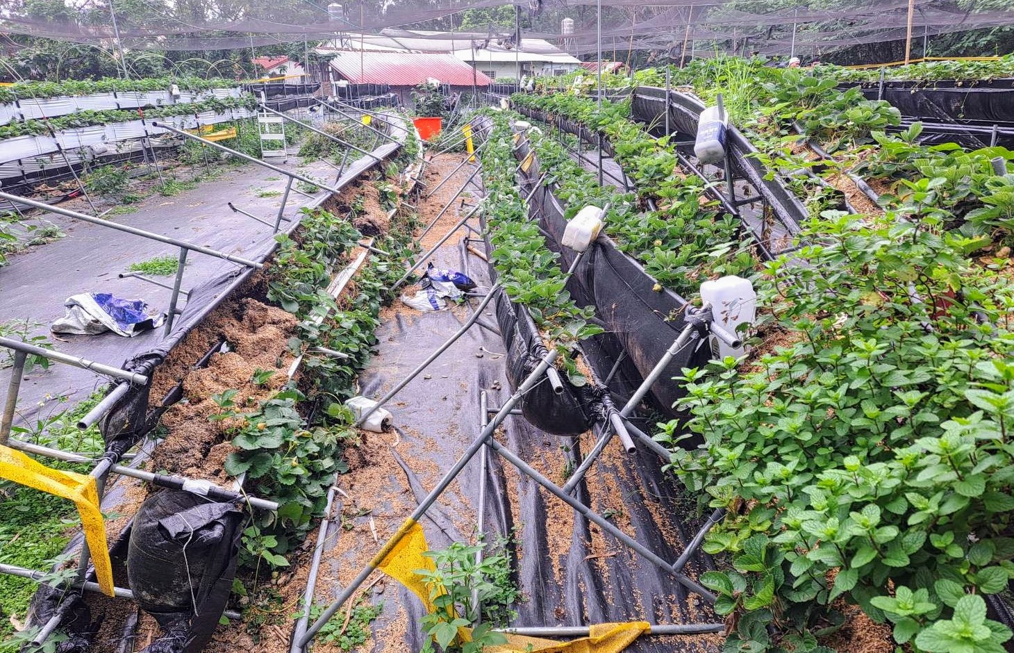 【花蓮縣政府爭取農業部公告新城鄉草莓為辦理113年0403地震現金救助地區 受理期5/1至5/10止】缩略图