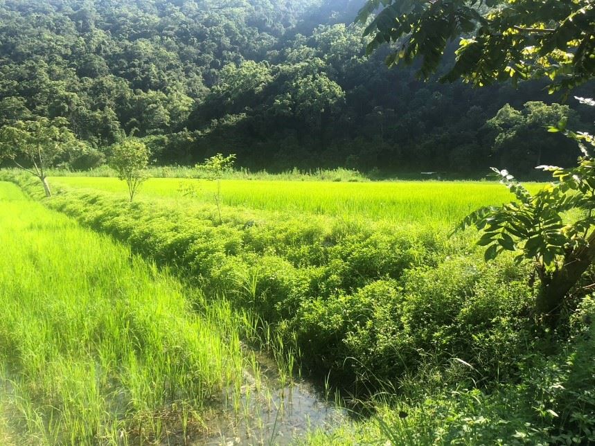【花蓮縣政府全力推動有機農業與文旦柚市場復甦】缩略图