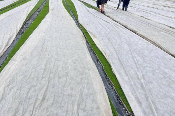 【寒流來襲 花蓮縣政府請農友加強防寒措施及注意保暖】缩略图