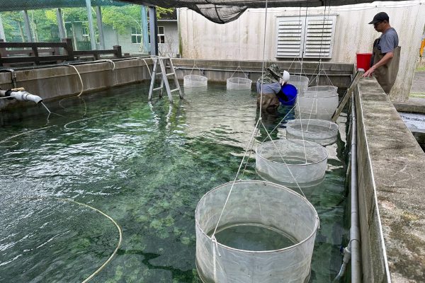 【花蓮縣水產培育所提供優質在地魚苗來源 3月1日起開放申請114年度魚苗配售】缩略图
