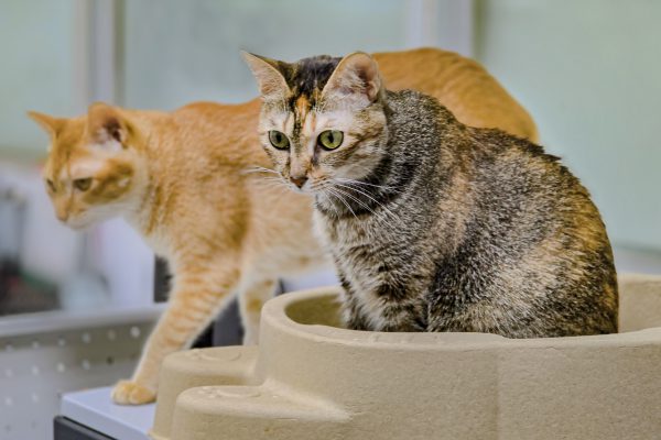 【飼養貓隻須植入晶片等新政策上路 飼主務必注意】缩略图