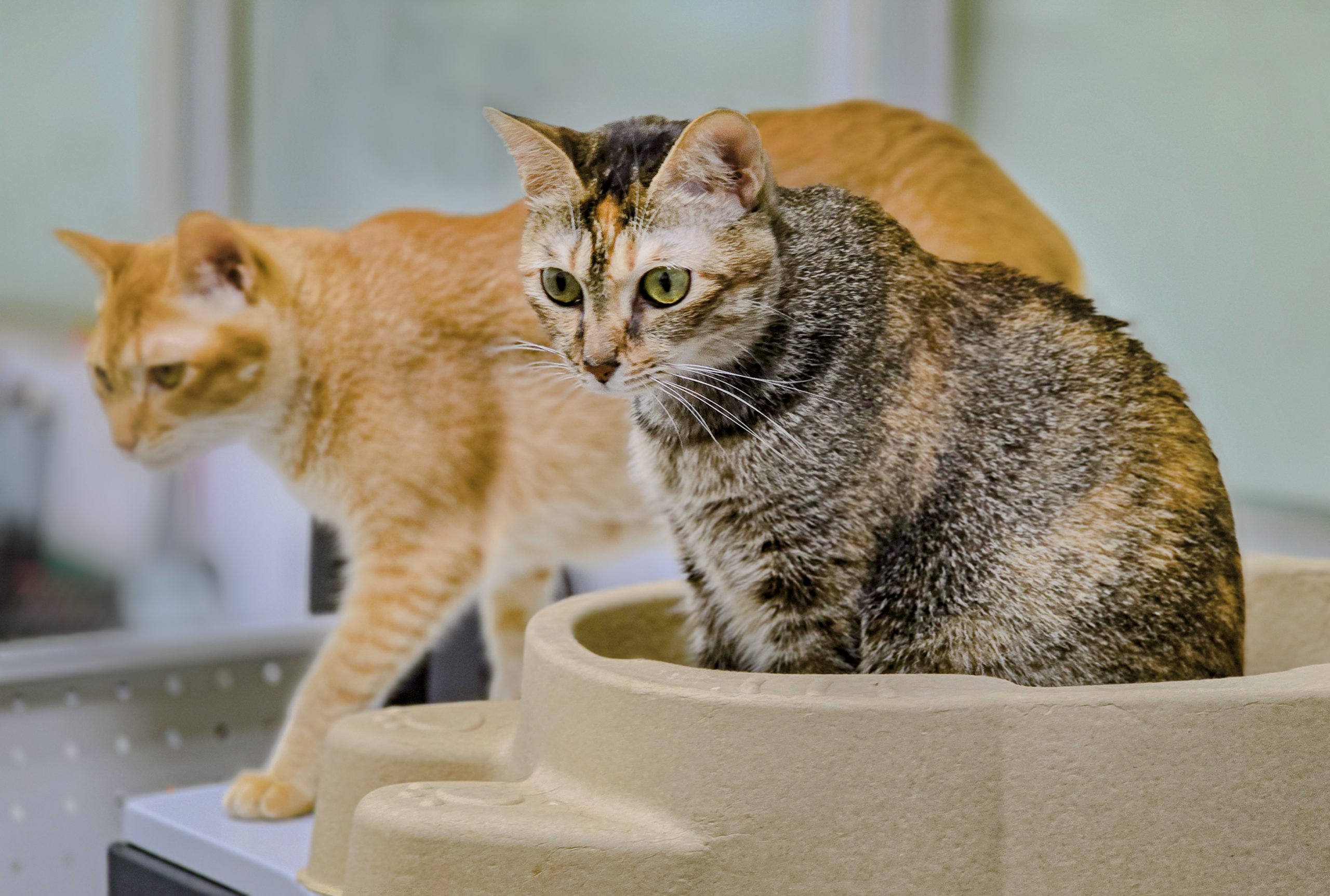 【飼養貓隻須植入晶片等新政策上路 飼主務必注意】缩略图