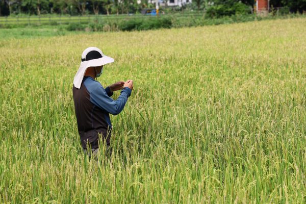 【吉安鄉休耕轉作農民補助申請開跑 游淑貞籲7月31日前完成給付辦理】缩略图