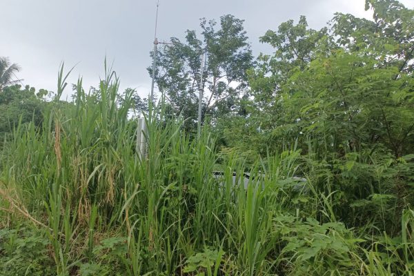 【風災過後迄今歷經一個月 東河鄉釋迦保險未有合理解決方案 民代：請不要為難農民，請農業部還東河鄉農民一個公道】缩略图