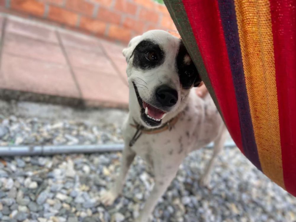 【尋找走失愛犬懸賞一萬元 飼主盼民眾協助提供線索】缩略图