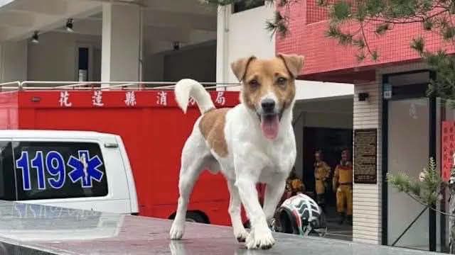 【張峻：Wilson事件不能只查個人 更要檢討消防局長期管理制度】插图1