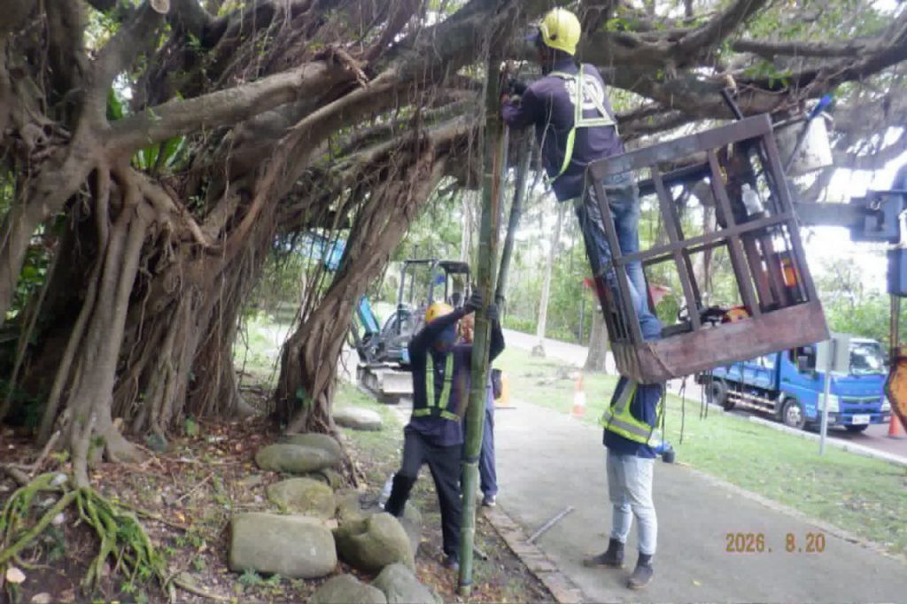 【護樹兼顧安全》兩潭自行車道老榕樹完成支撐加固 守護地方記憶與安心騎乘】插图