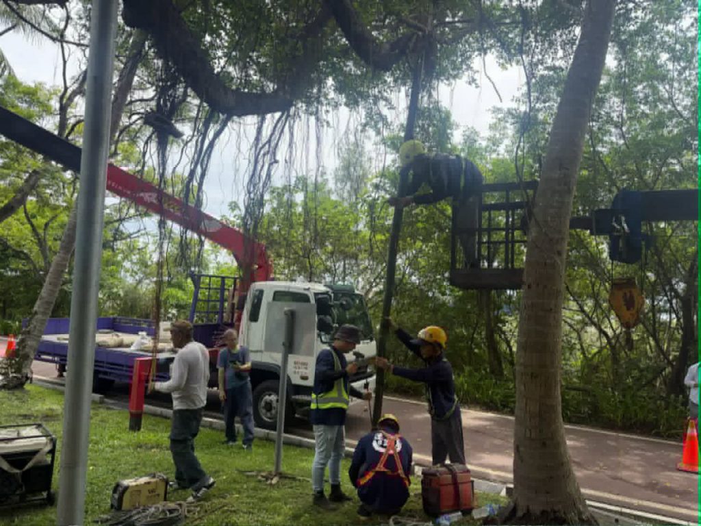 【護樹兼顧安全》兩潭自行車道老榕樹完成支撐加固 守護地方記憶與安心騎乘】插图1
