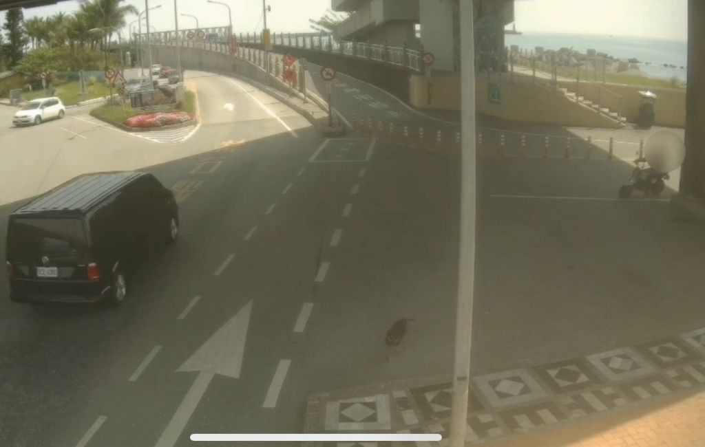 花蓮南濱公園自行車道遛狗糾紛案